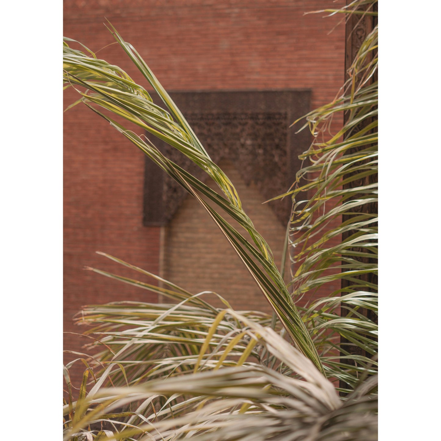 Palm tree with window poster