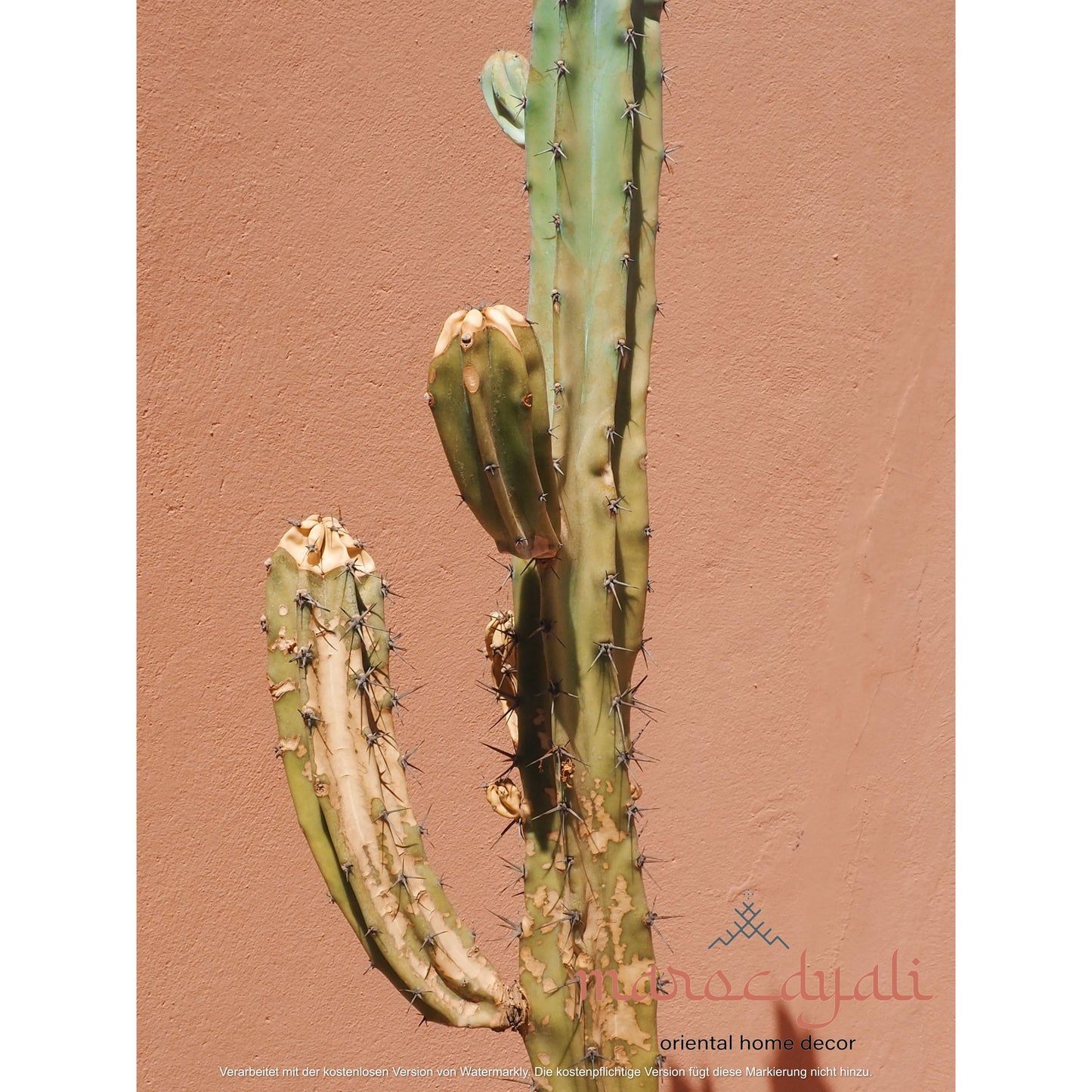 Kaktus Poster