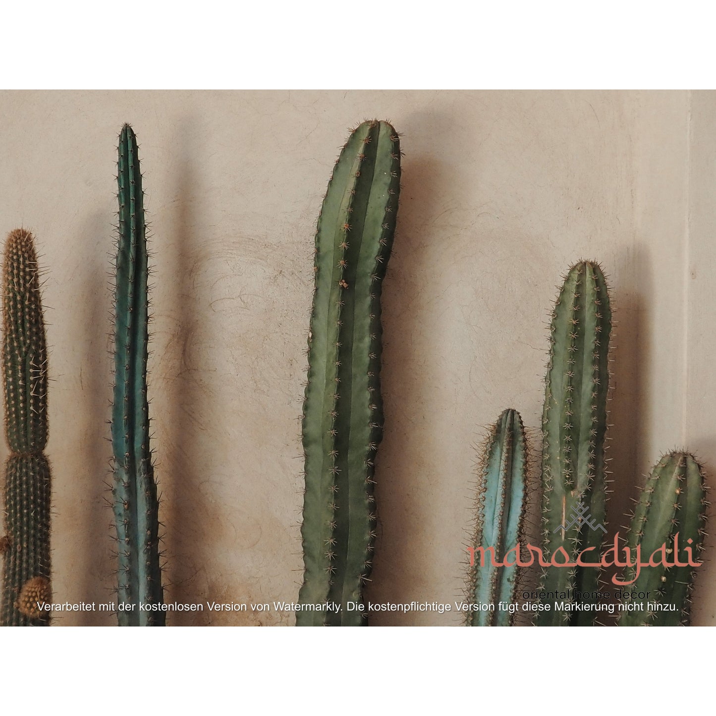 Cacti in the Riad Poster