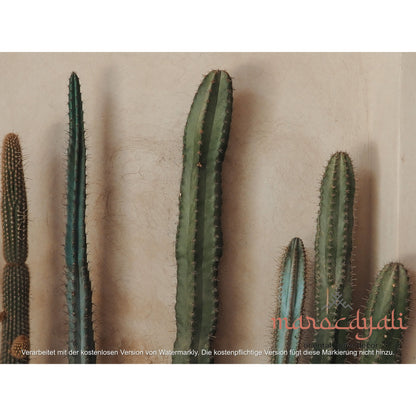 Cacti in the Riad Poster
