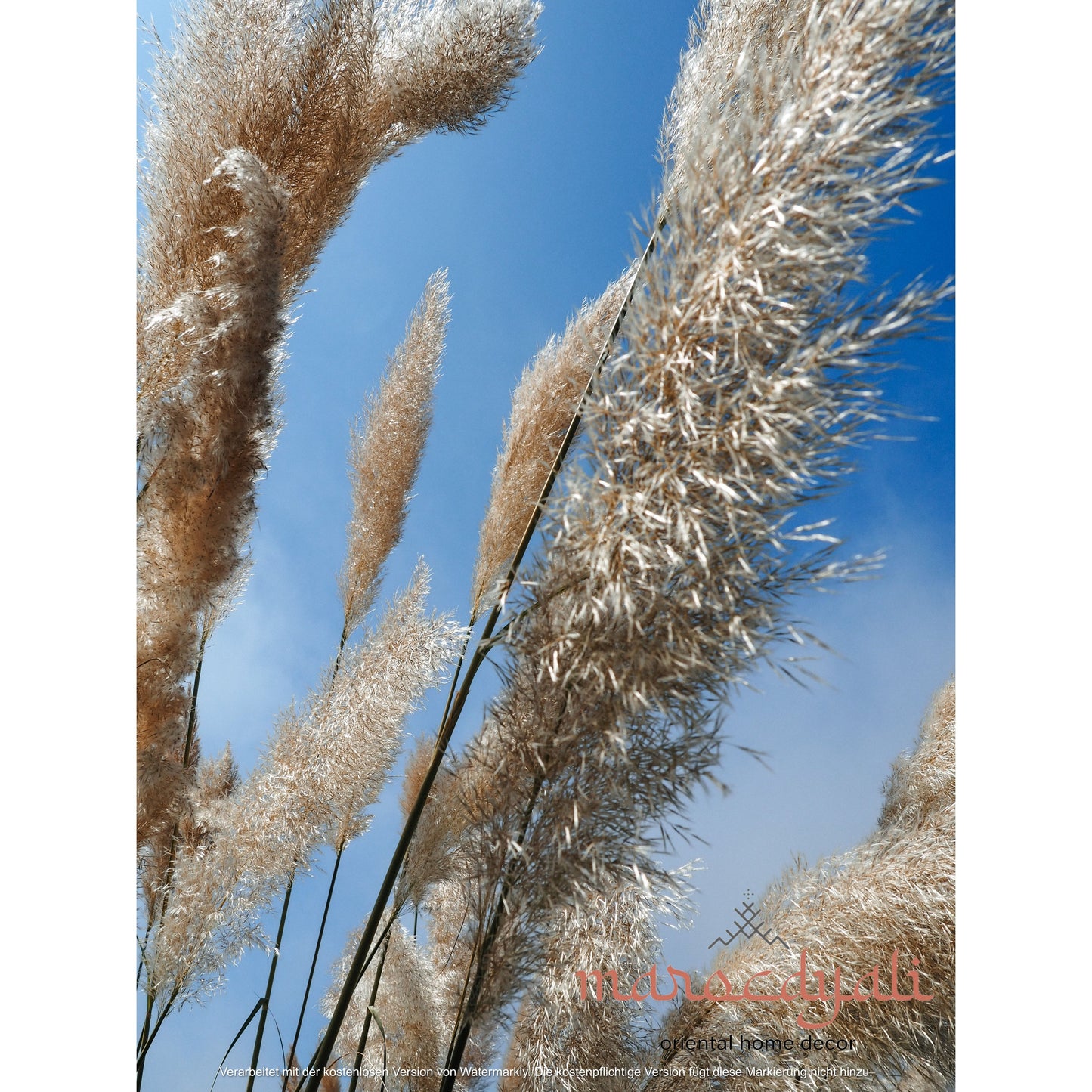 Grasses Poster