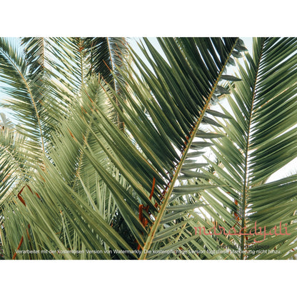 Palm leaves poster