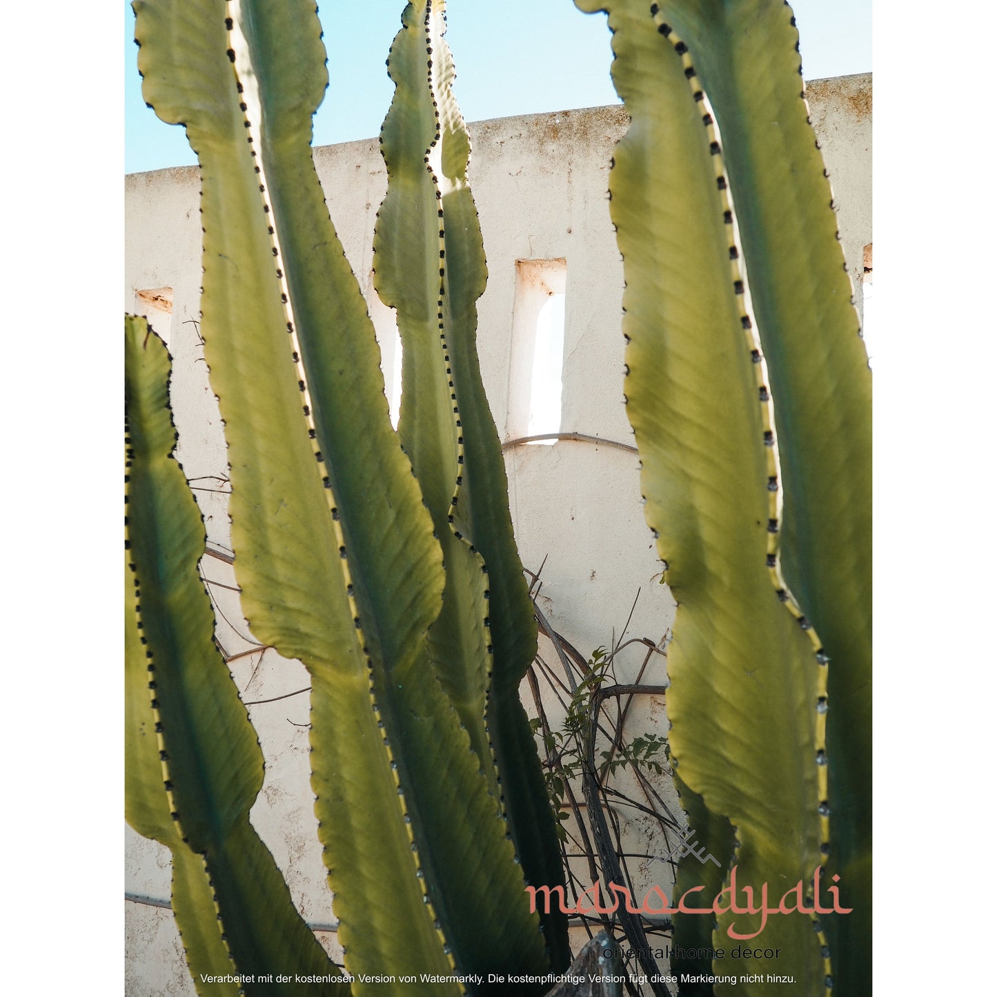 Cactus Poster